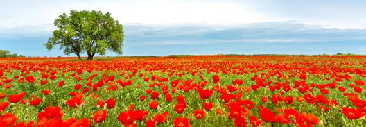 Tree in a poppy field