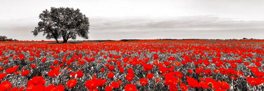 Tree in a poppy field