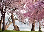 Cherry trees bloom, Washington, USA