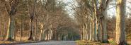 Tree Lined Road, Norfolk, UK