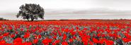 Tree in a poppy field