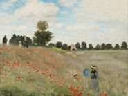 Coquelicots M